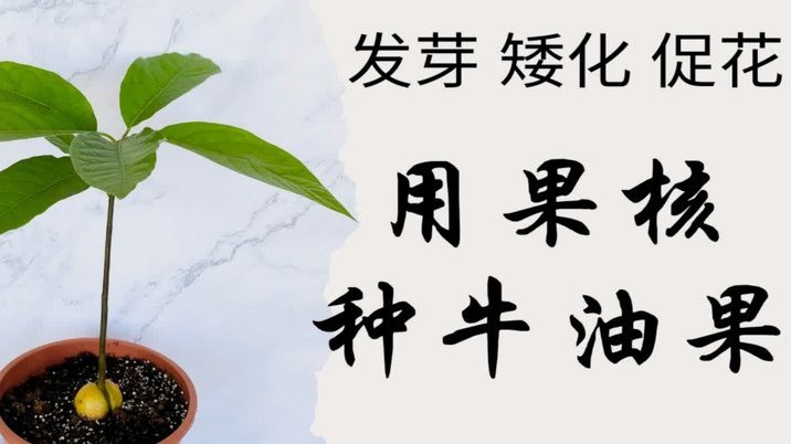 白条加油额度如何使用？