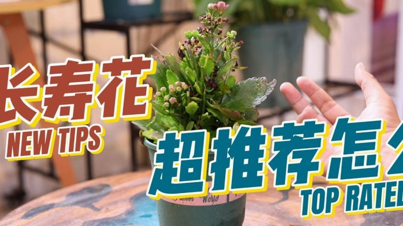 怎么把拿去花套出来