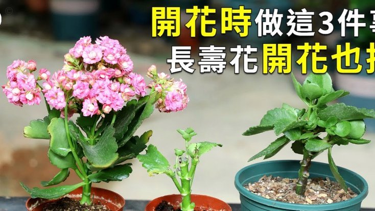 花呗提现“秒到”？哪些平台存在风险？