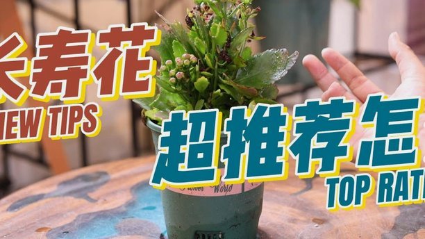 如何轻松扫码用花呗支付给个人用户