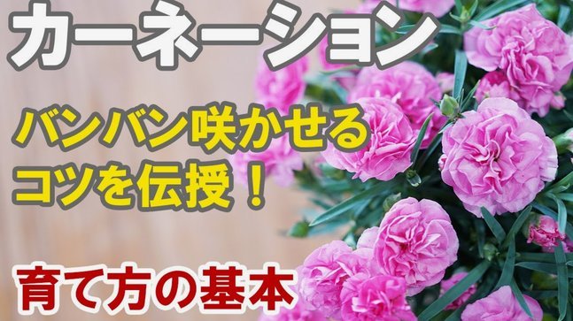 花呗再次“出圈”？深入解读支付入口的最新变化