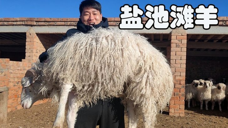 羊小咩额度提升之道