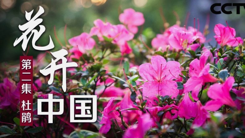 花呗给别人套现会影响吗