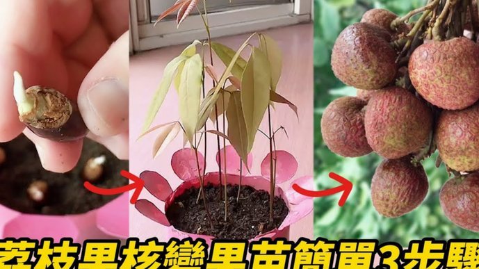 秒到秒回款：羊小咩便荔卡商家的利器