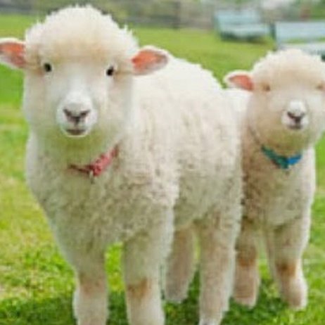 羊小咩：精选社区的购物新体验