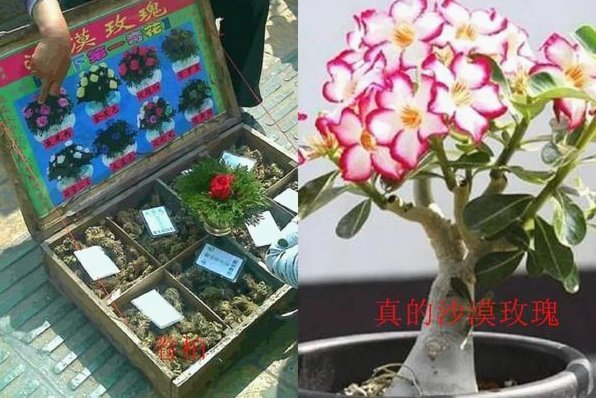 拿去花套现回收商家 平台违法吗