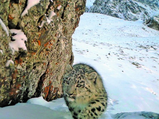 官方回应天山后峡现死亡雪豹