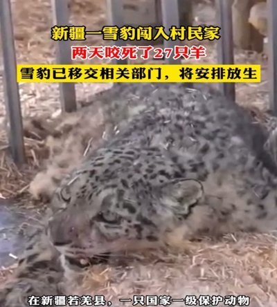 官方回应天山后峡现死亡雪豹